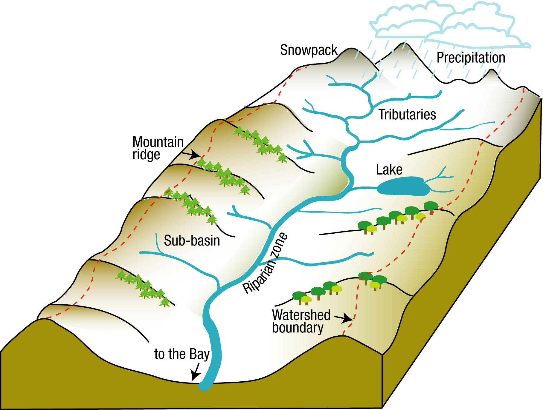 Watershed Management: Everything You Need to Know About - Forestry Bloq